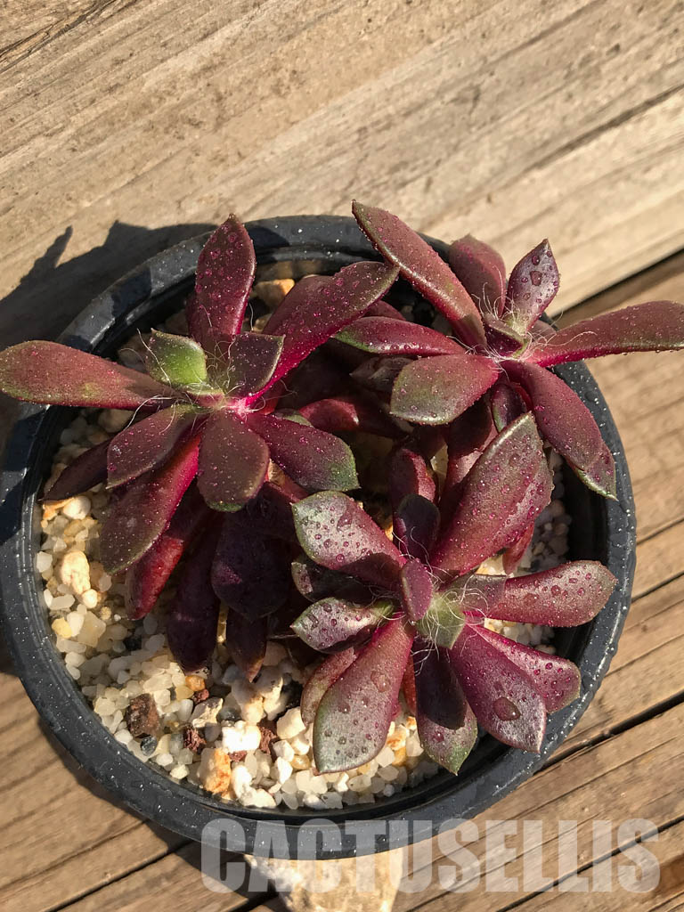 SHPR4005 Anacampseros rufescens v. rubra - Image 7