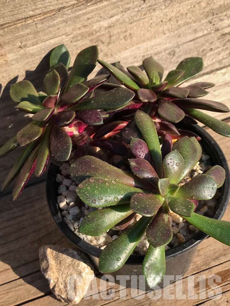 SHPR4005 Anacampseros rufescens v. rubra - Image 8