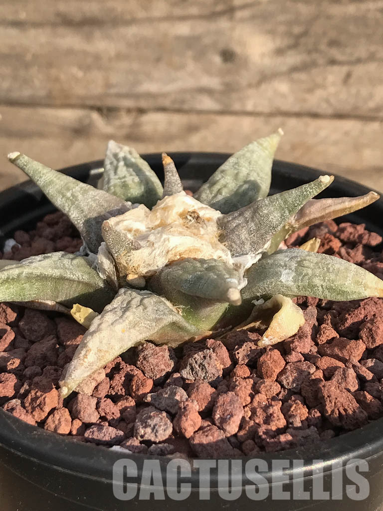 SHPR3906 Ariocarpus retusus SB 68, San Luis Potosi, Coronel, Mexicó - immagine 2