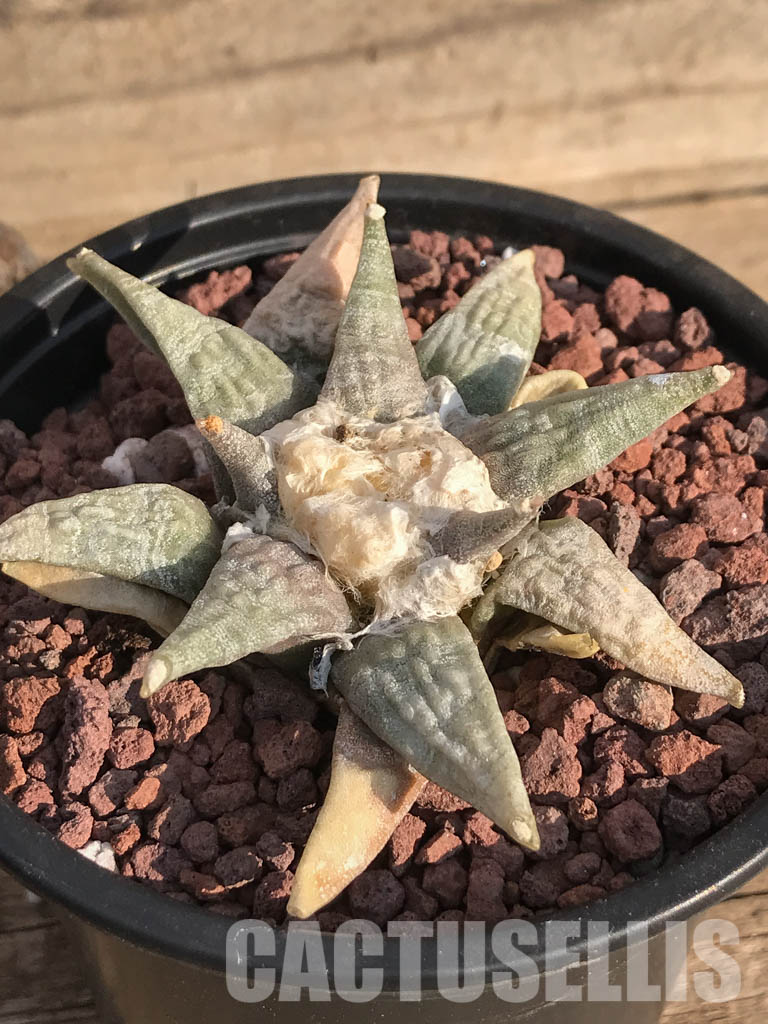 SHPR3906 Ariocarpus retusus SB 68, San Luis Potosi, Coronel, Mexicó - immagine 3