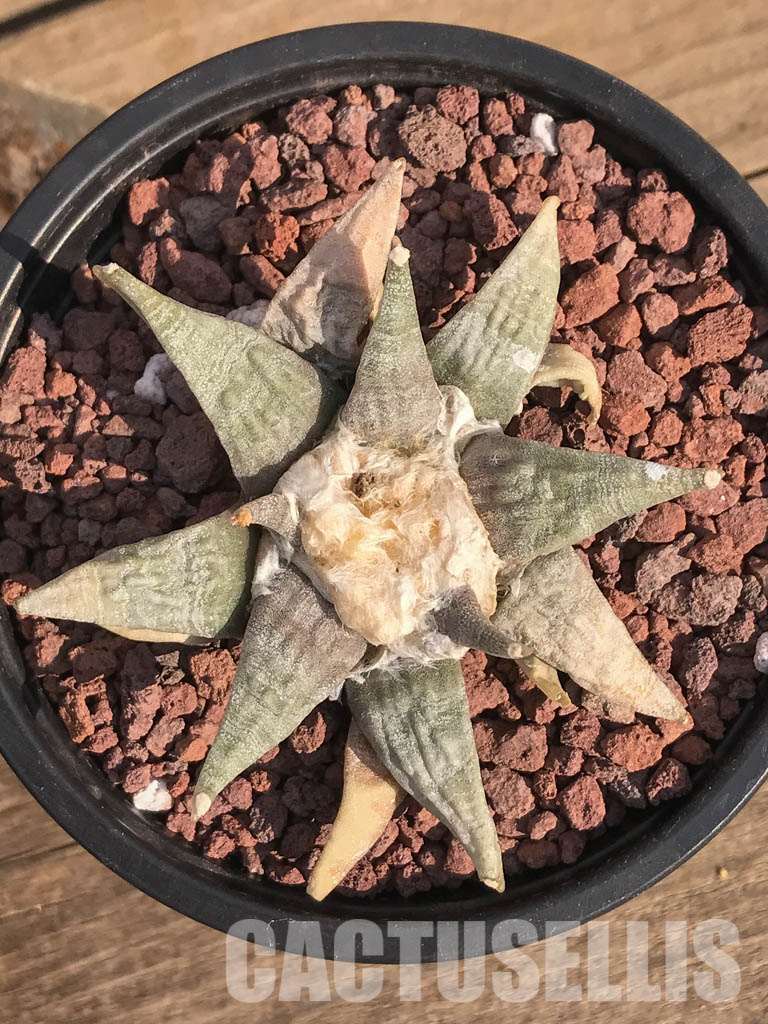 SHPR3906 Ariocarpus retusus SB 68, San Luis Potosi, Coronel, Mexicó - immagine 4