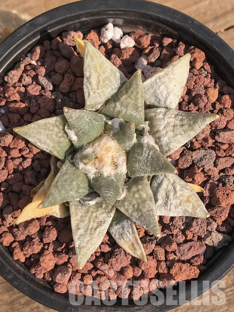 SHPR3906 Ariocarpus retusus SB 68, San Luis Potosi, Coronel, Mexicó