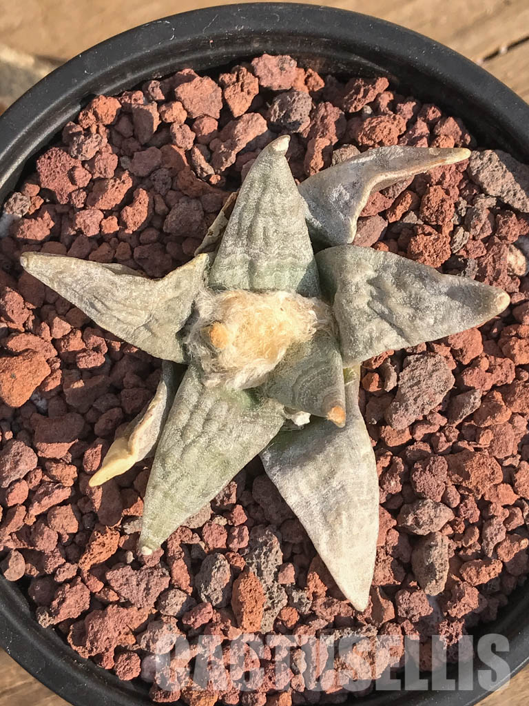 SHPR3906 Ariocarpus retusus SB 68, San Luis Potosi, Coronel, Mexicó - immagine 6