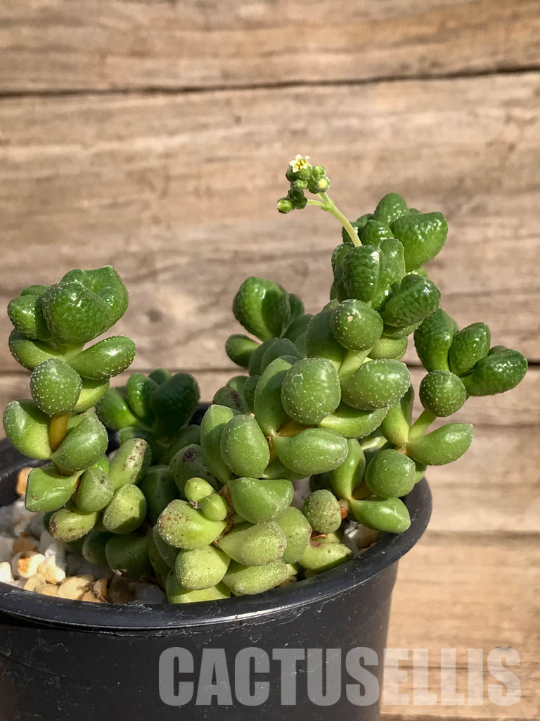 SHPR3912 Crassula elegans - Image 2