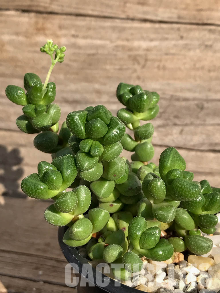 SHPR3912 Crassula elegans