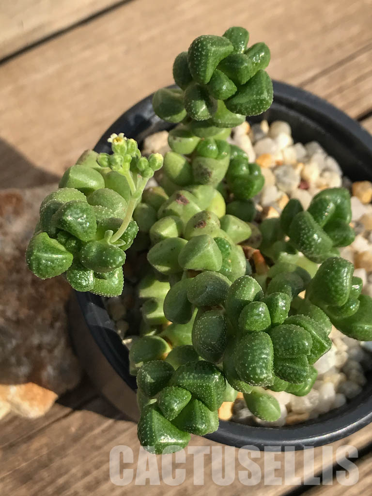 SHPR3912 Crassula elegans - Image 4