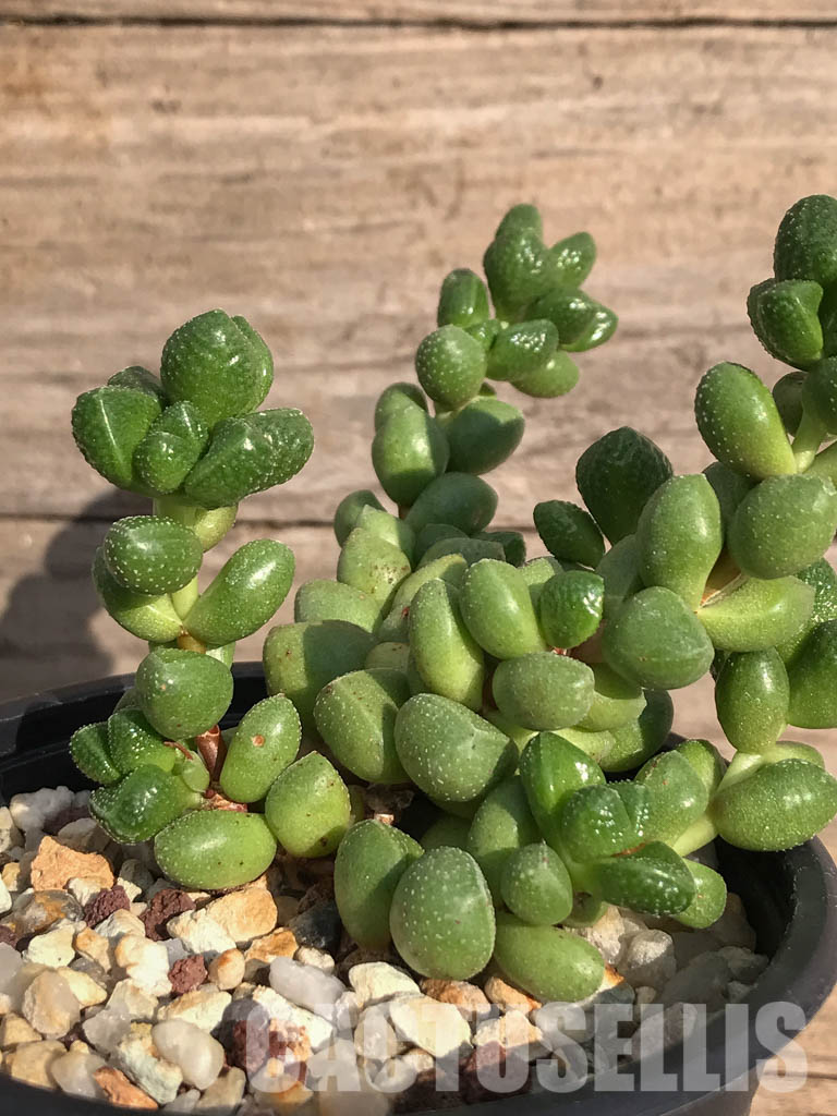 SHPR3912 Crassula elegans - Image 5