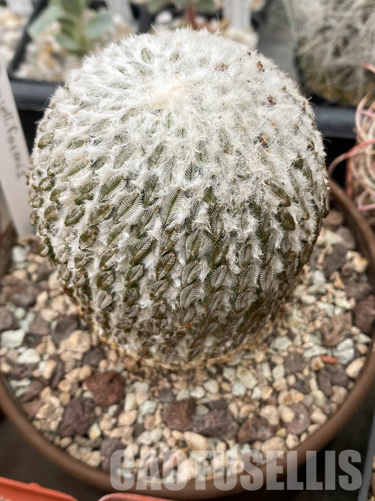 LOT193 10 SEEDS Encephalocarpus Strobiliformis