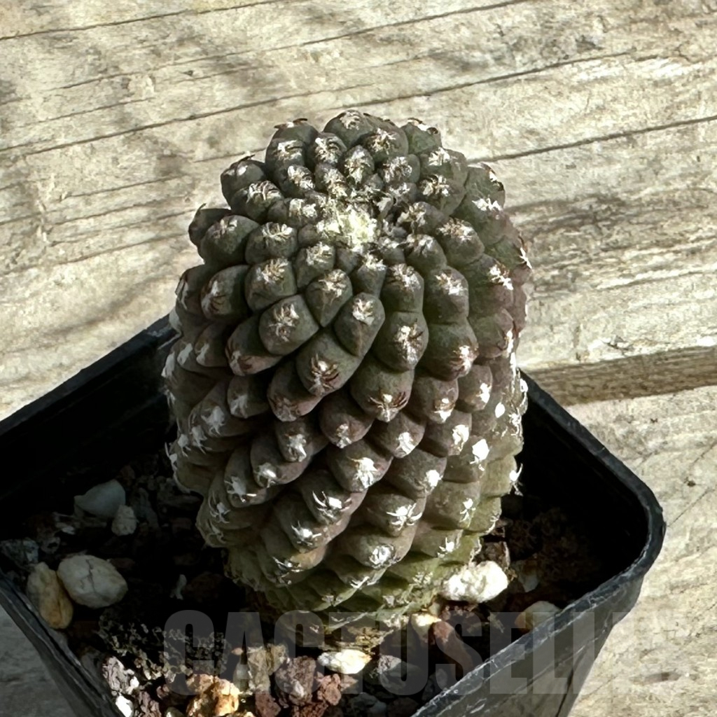 SHPR4200 Thelocephala glabrescens AW 253, Totoral – Caleta de Los Burros A 5388, Chile