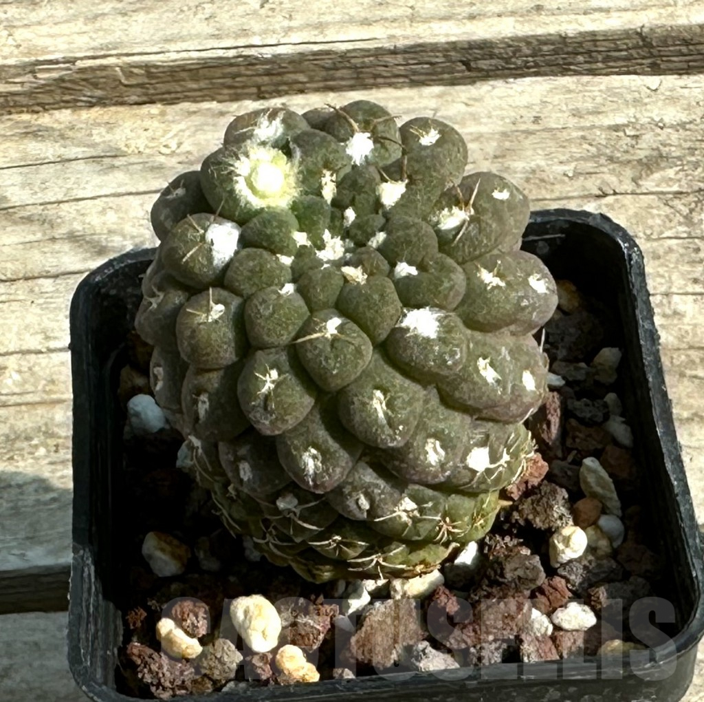 SHPR30657 Thelocephala glabrescens AW 253, Totoral – Caleta de Los Burros A 5388, Chile