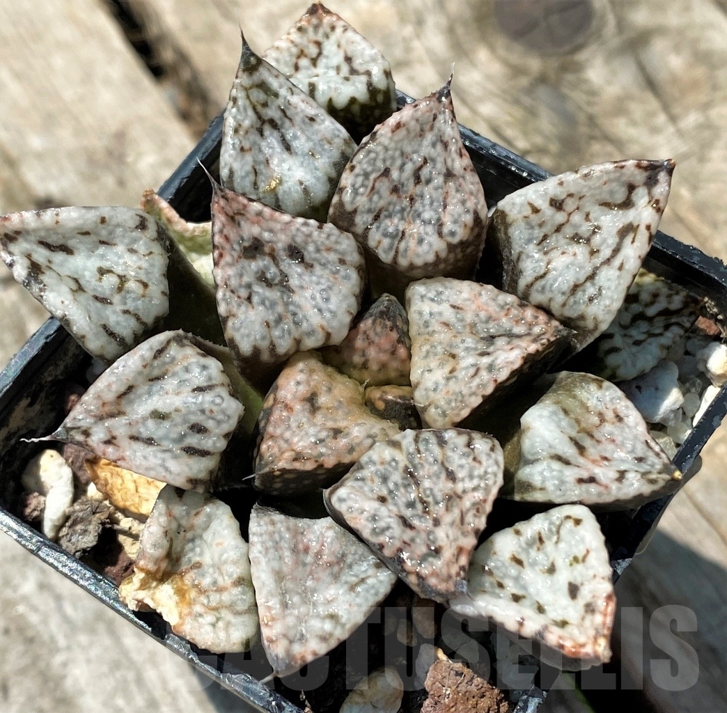 SHPR8639 Haworthia picta 'Pandora'