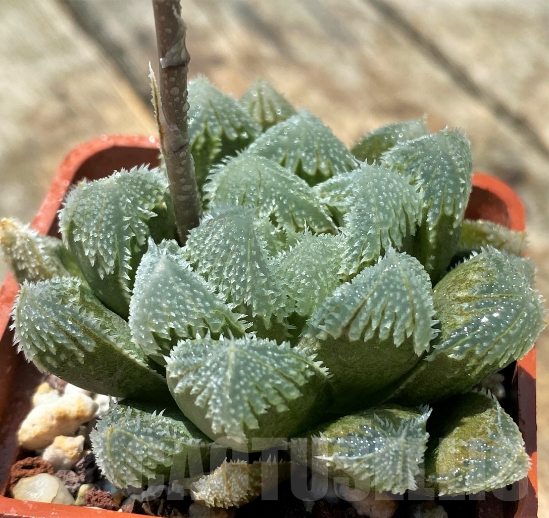 SHPR8516 Haworthia SY326 (SY96 x SY122 x lupula)