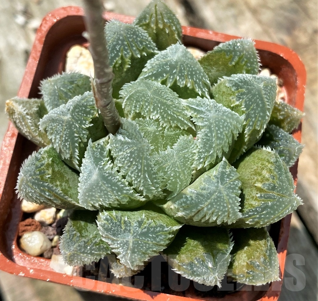 SHPR8516 Haworthia SY326 (SY96 x SY122 x lupula) - Image 2