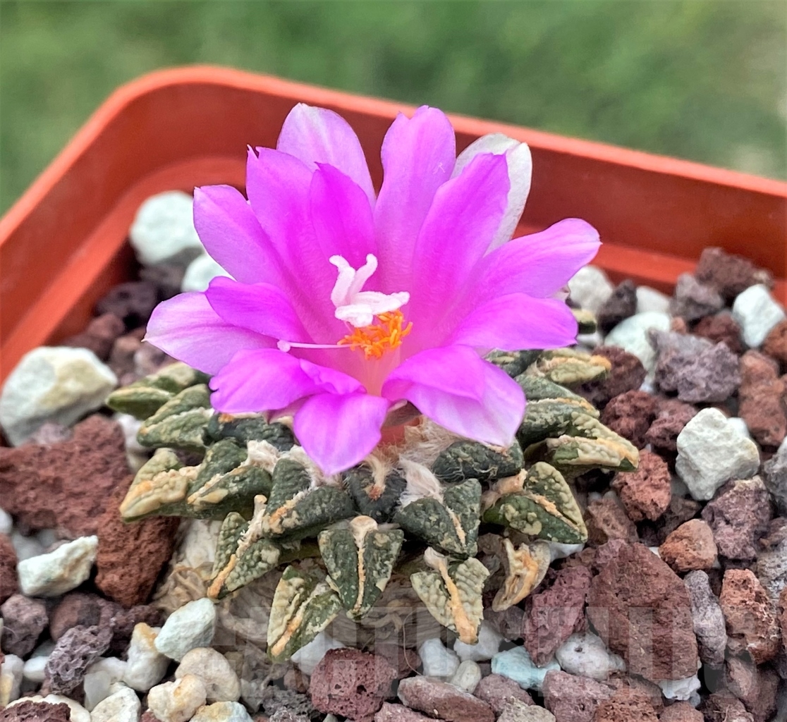 SHPR4099 Ariocarpus kotschoubeyanus, San Luis Potosí, Tamaulipas, Mexico