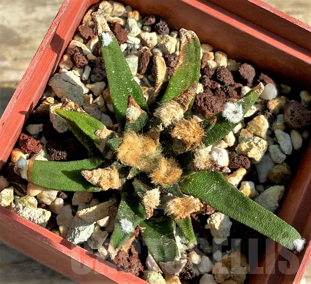 SHPR30590 Ariocarpus agavoides, Mexico