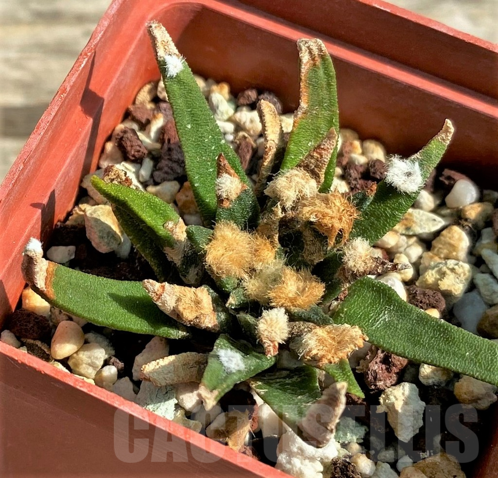 SHPR30590 Ariocarpus agavoides, Mexico - Image 2