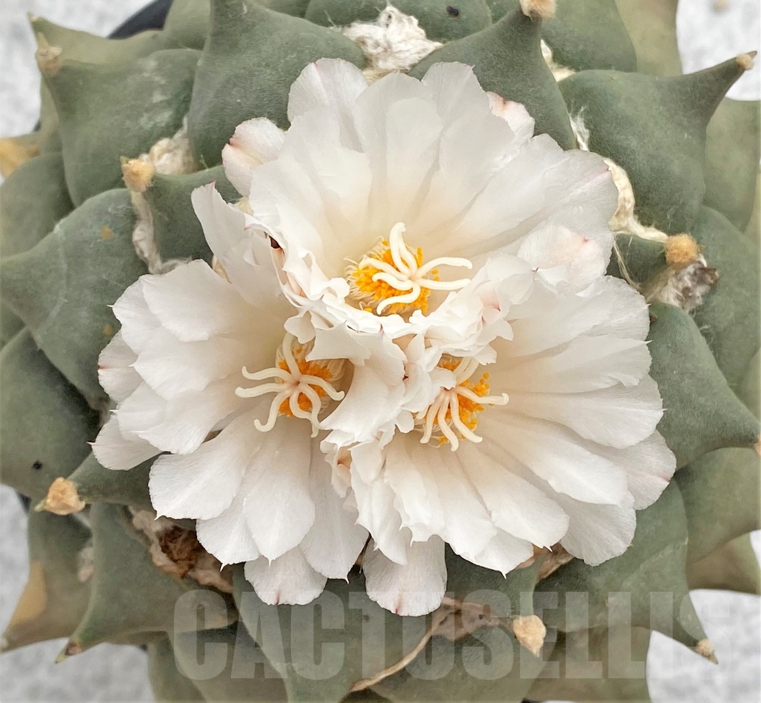 SHPR6333 Ariocarpus retusus, own roots