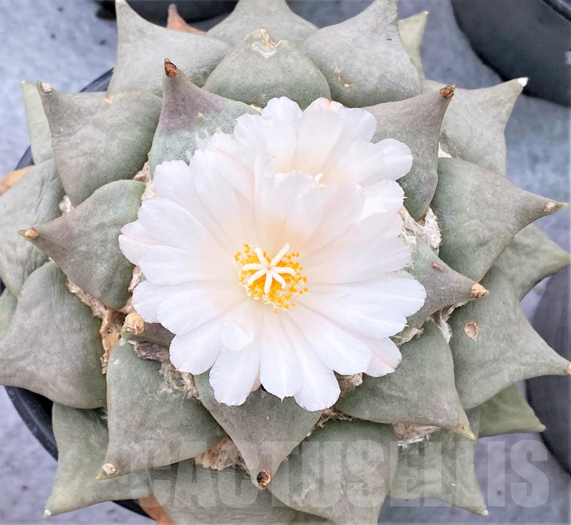 SH745 Ariocarpus retusus, own roots