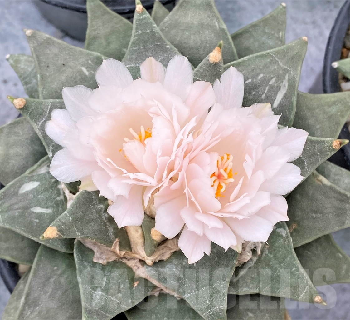 SHPR6329 Ariocarpus retusus var. furfuraceus, De Carambollo, own roots