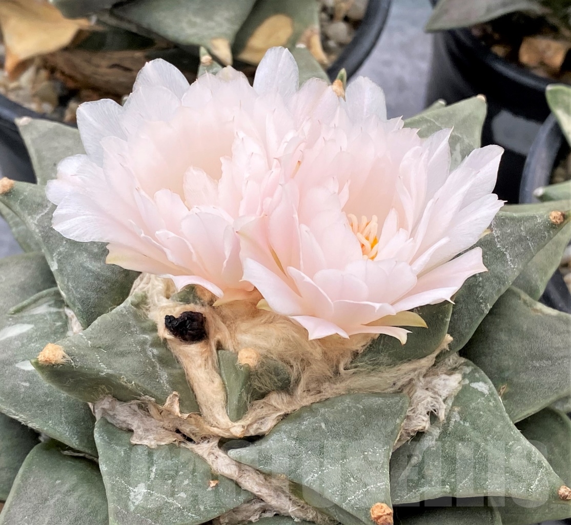 SHPR6329 Ariocarpus retusus var. furfuraceus, De Carambollo, own roots - immagine 2