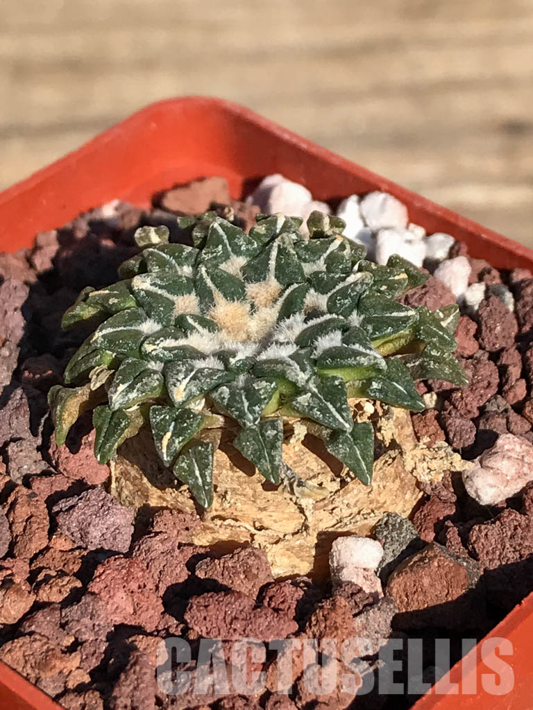 SHPR4099 Ariocarpus kotschoubeyanus, San Luis Potosí, Tamaulipas, Mexico - Image 2