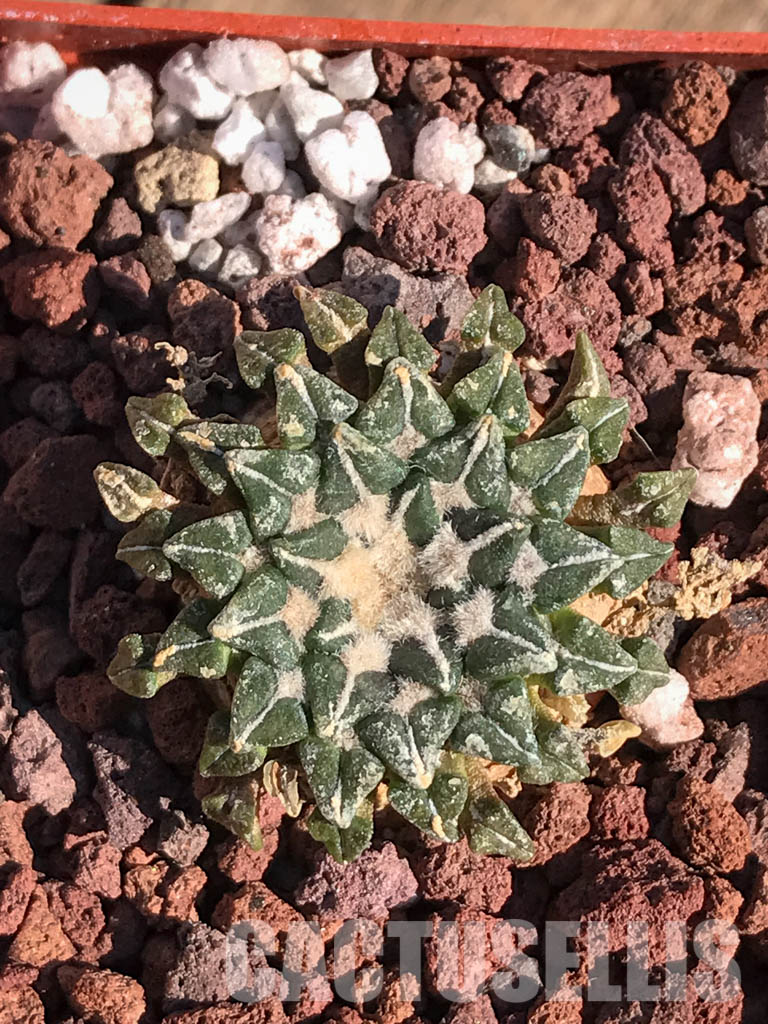 SHPR4099 Ariocarpus kotschoubeyanus, San Luis Potosí, Tamaulipas, Mexico - Image 3