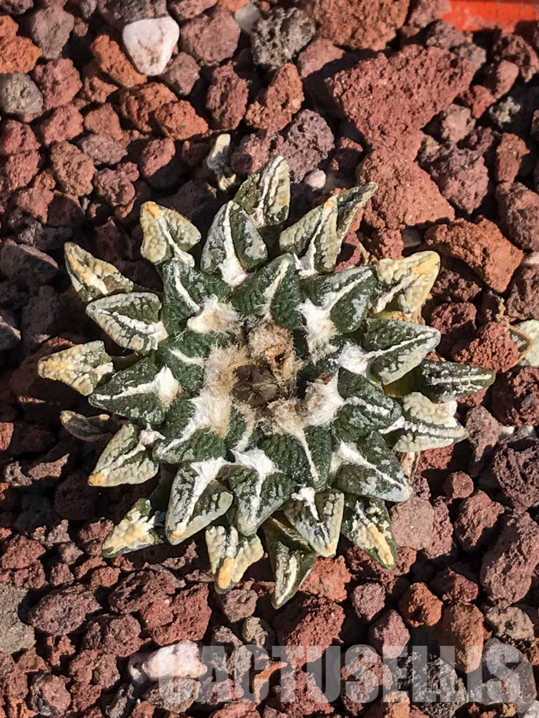 SHPR4099 Ariocarpus kotschoubeyanus, San Luis Potosí, Tamaulipas, Mexico - Image 4