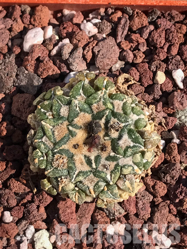 SHPR4099 Ariocarpus kotschoubeyanus, San Luis Potosí, Tamaulipas, Mexico - Image 5