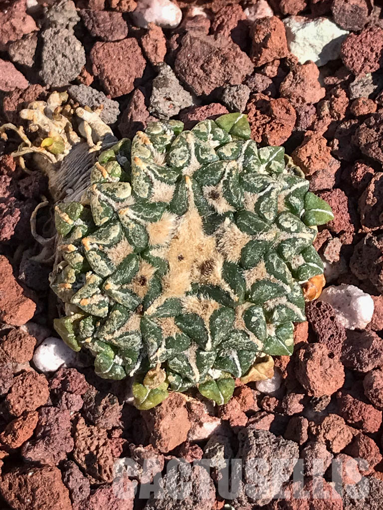 SHPR4099 Ariocarpus kotschoubeyanus, San Luis Potosí, Tamaulipas, Mexico - Image 6