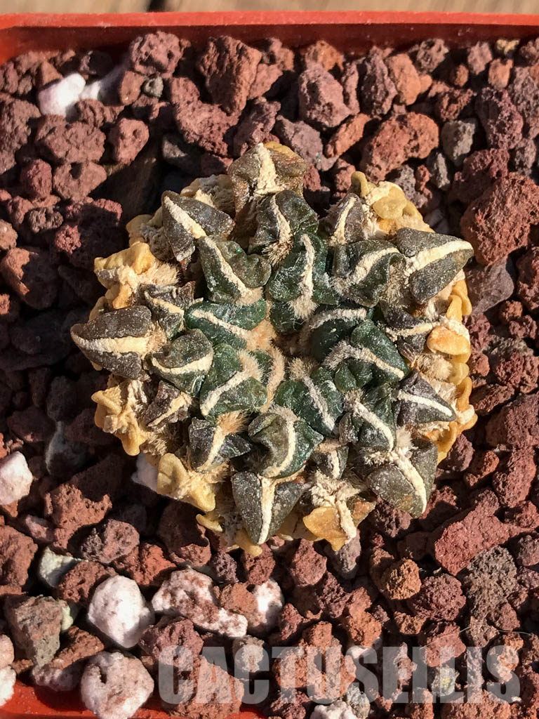 SHPR4099 Ariocarpus kotschoubeyanus, San Luis Potosí, Tamaulipas, Mexico - Image 7