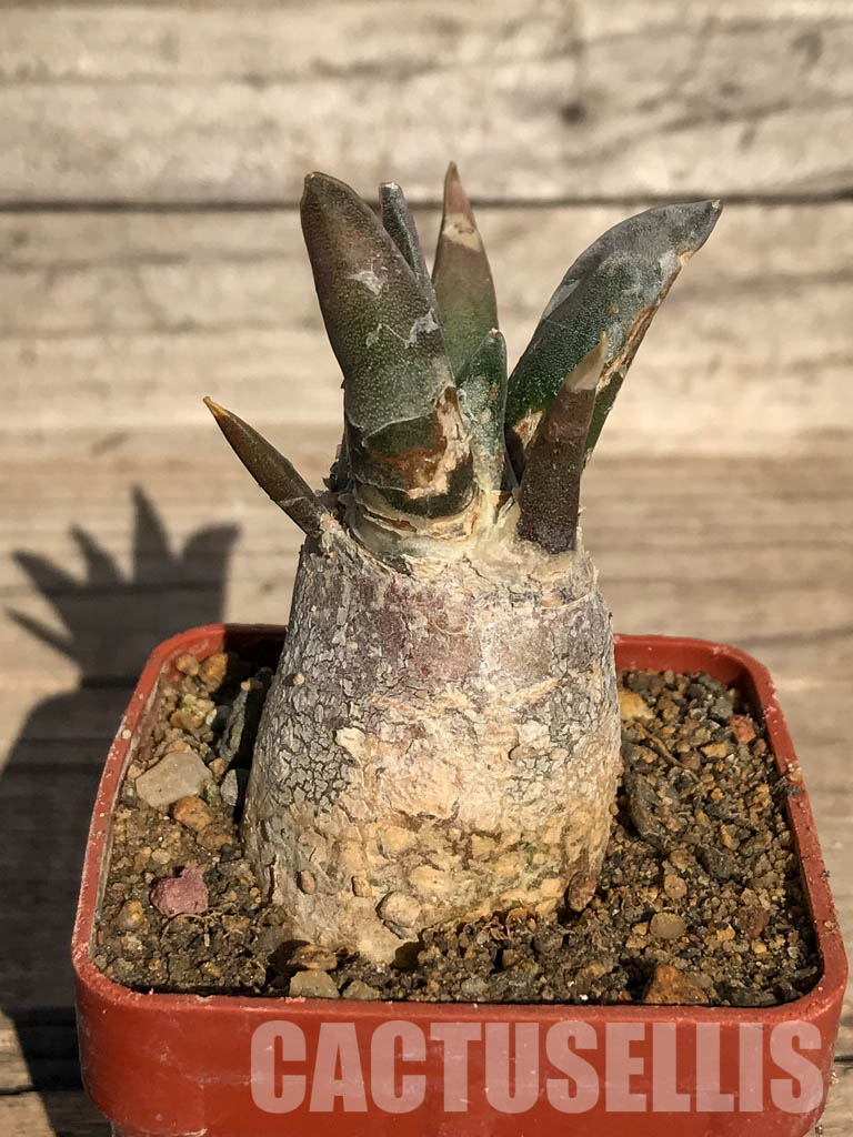 SHPR4102 Ariocarpus retusus var. furfuraceus, Coahuila, San Luis Potosi, Nuevo Leon - Imagen 2