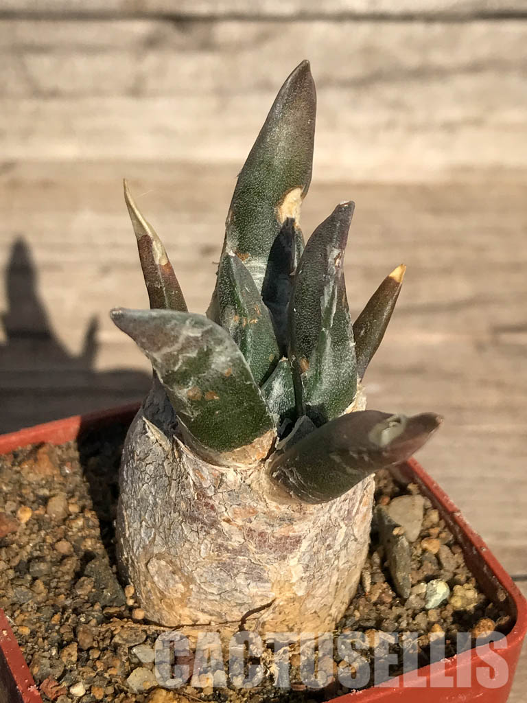 SHPR4102 Ariocarpus retusus var. furfuraceus, Coahuila, San Luis Potosi, Nuevo Leon - Imagen 3