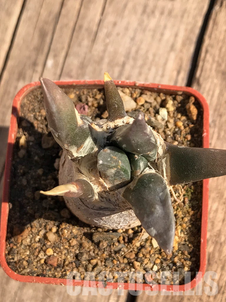 SHPR4102 Ariocarpus retusus var. furfuraceus, Coahuila, San Luis Potosi, Nuevo Leon - Imagen 4