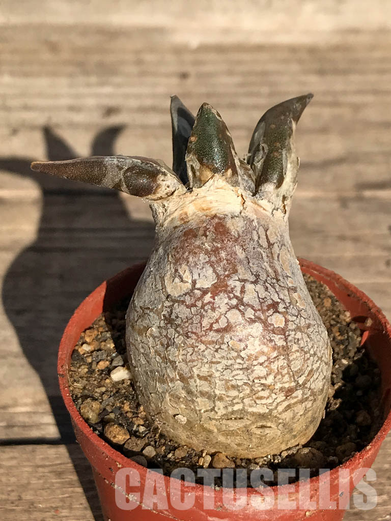 SHPR4102 Ariocarpus retusus var. furfuraceus, Coahuila, San Luis Potosi, Nuevo Leon - Imagen 5