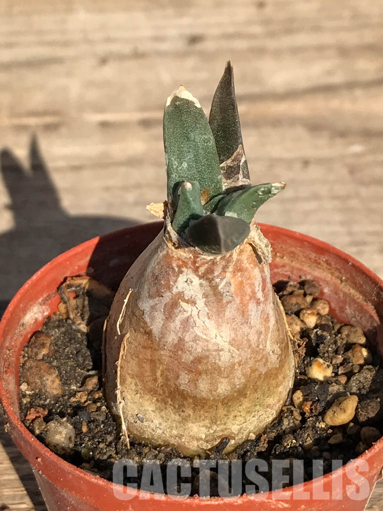 SHPR4102 Ariocarpus retusus var. furfuraceus, Coahuila, San Luis Potosi, Nuevo Leon - Imagen 7