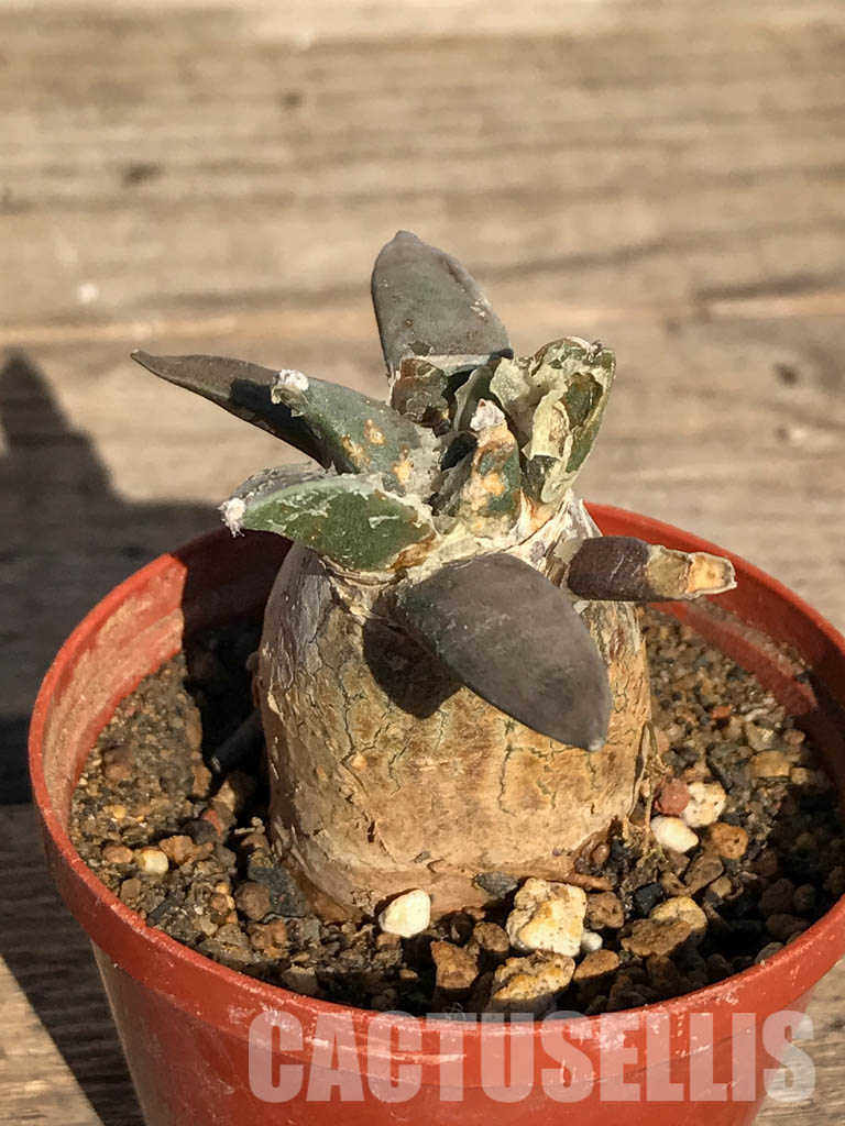 SHPR4102 Ariocarpus retusus var. furfuraceus, Coahuila, San Luis Potosi, Nuevo Leon - Imagen 8