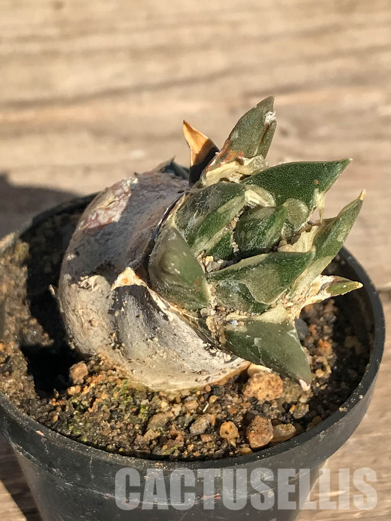 SHPR4102 Ariocarpus retusus var. furfuraceus, Coahuila, San Luis Potosi, Nuevo Leon - Imagen 9