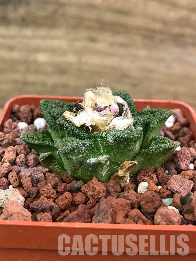 SHPR4121 Ariocarpus fissuratus v. hintonii -Mexico- - Imagen 3