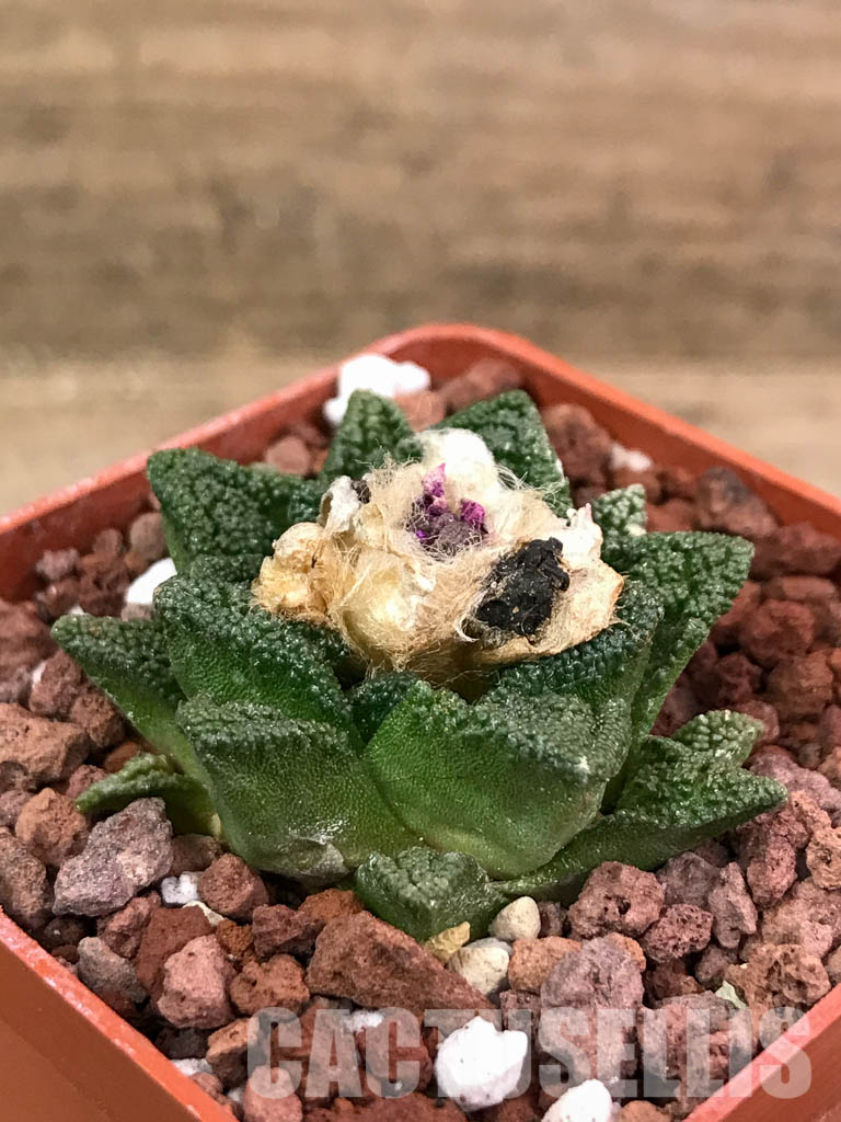 SHPR4121 Ariocarpus fissuratus v. hintonii -Mexico- - Imagen 4