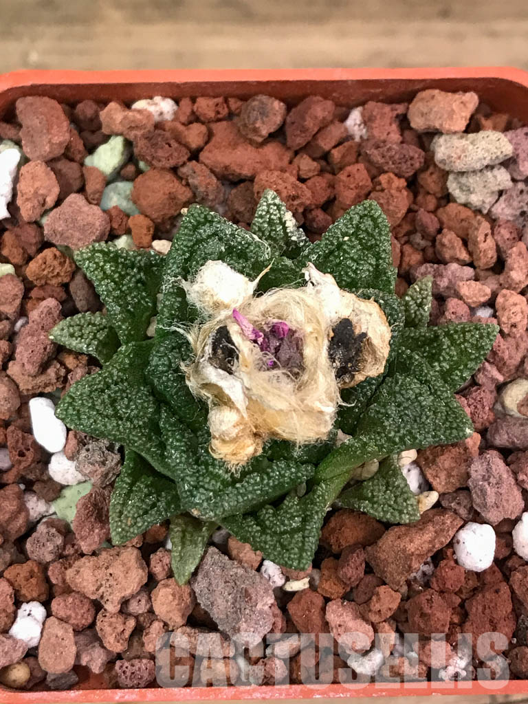 SHPR4121 Ariocarpus fissuratus v. hintonii -Mexico- - Imagen 5