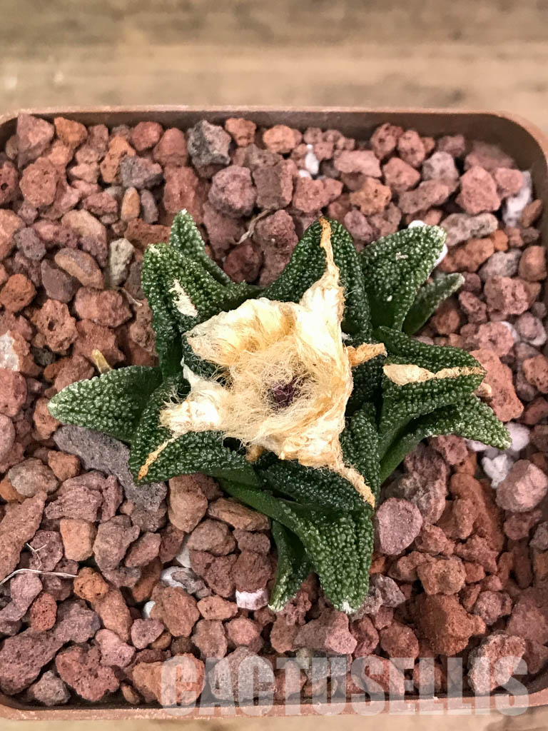 SHPR4121 Ariocarpus fissuratus v. hintonii -Mexico- - Imagen 6