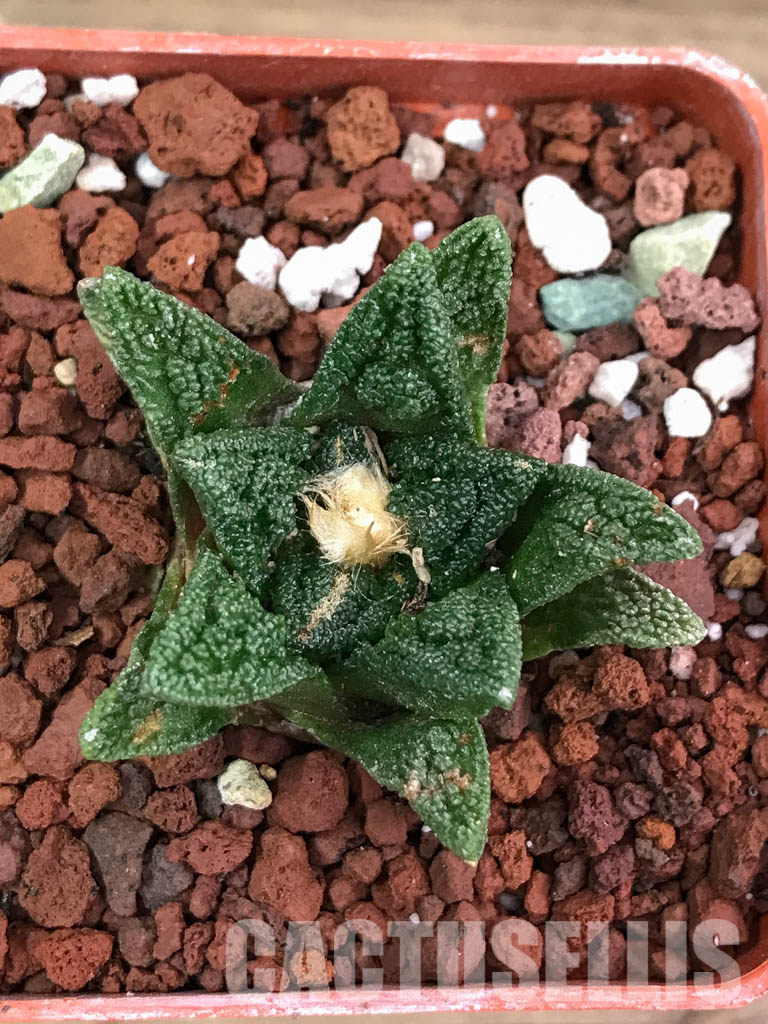 SHPR4121 Ariocarpus fissuratus v. hintonii -Mexico- - Imagen 7