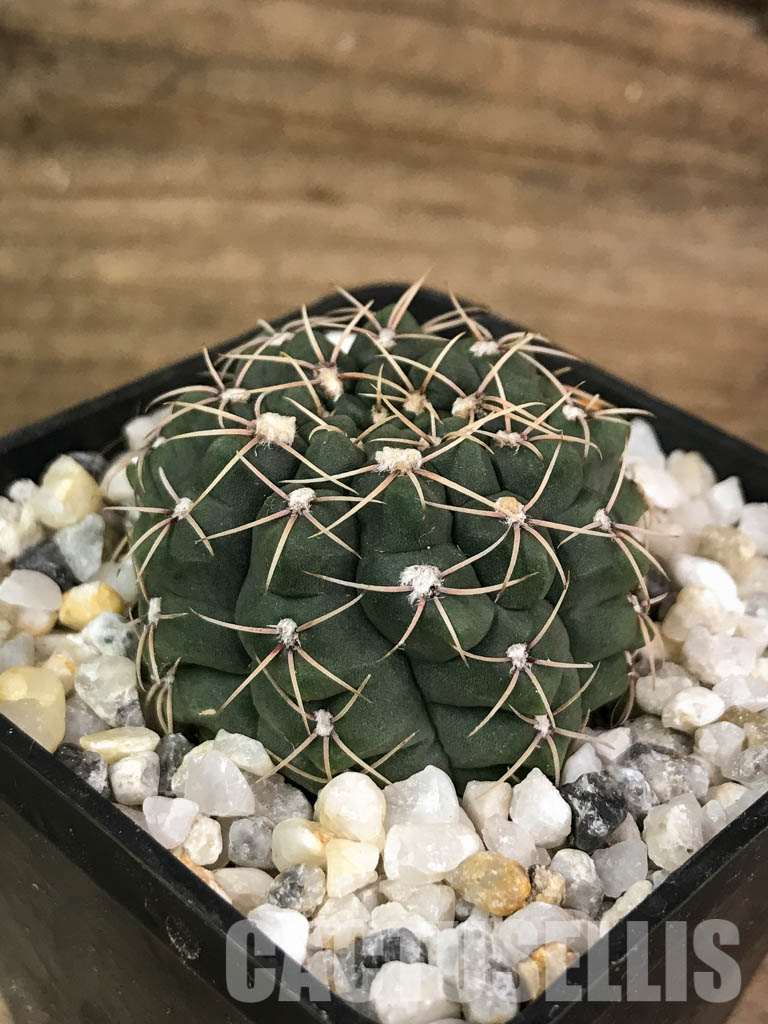 SHPR4168 Gymnocalycium baldianum P 127, Catamarca (Sa Ancasti 800-900m), Argentina - Image 4