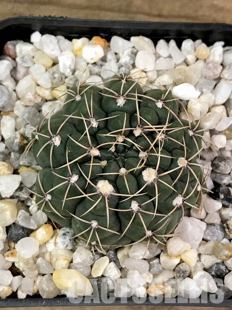 SHPR4168 Gymnocalycium baldianum P 127, Catamarca (Sa Ancasti 800-900m), Argentina - Image 5