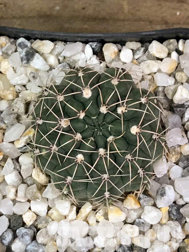 SHPR4168 Gymnocalycium baldianum P 127, Catamarca (Sa Ancasti 800-900m), Argentina - Image 6