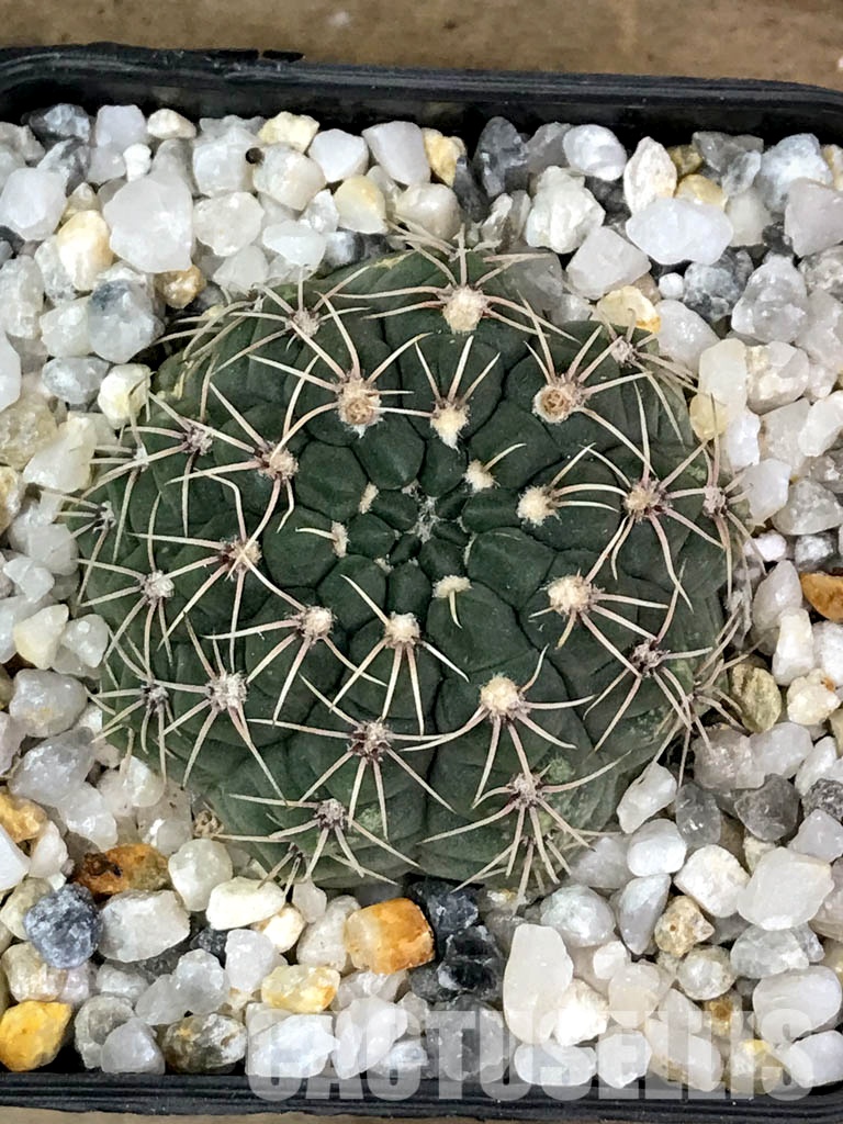 SHPR4168 Gymnocalycium baldianum P 127, Catamarca (Sa Ancasti 800-900m), Argentina - Image 7