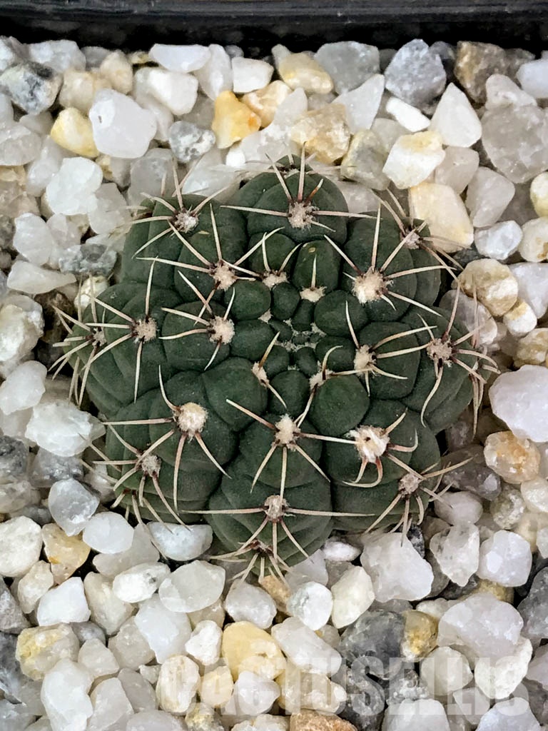 SHPR4168 Gymnocalycium baldianum P 127, Catamarca (Sa Ancasti 800-900m), Argentina - Image 2