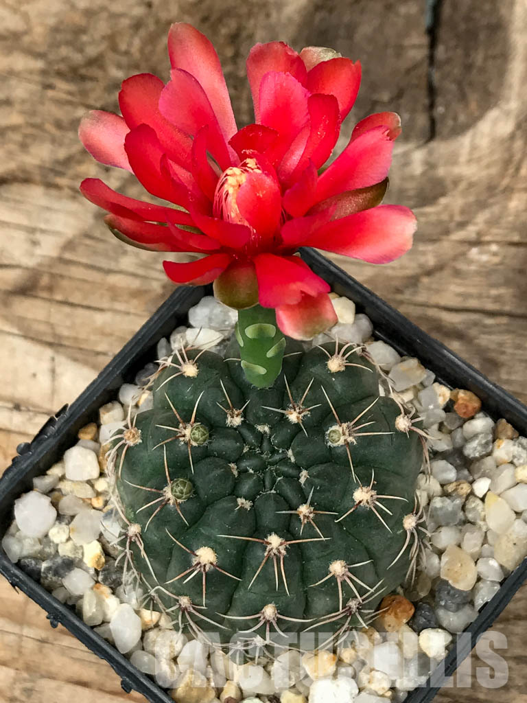 SHPR4168 Gymnocalycium baldianum P 127, Catamarca (Sa Ancasti 800-900m), Argentina
