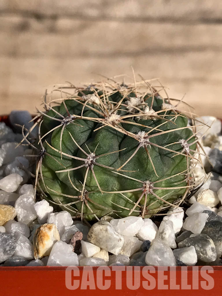 SHPR4176 Gymnocalycium baldianum aff. marianae VG-184, Buena Vista, Catamarca, Argentina - Image 2