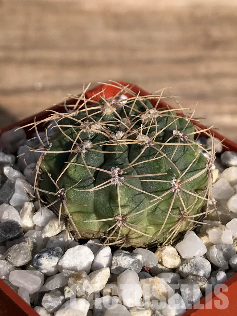 SHPR4176 Gymnocalycium baldianum aff. marianae VG-184, Buena Vista, Catamarca, Argentina - Image 3